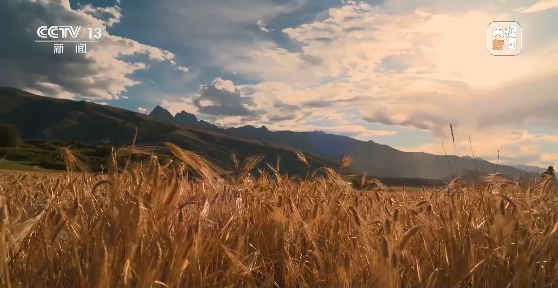 新聞周刊 | 青稞熟，畫卷展 見證豐收喜悅，賦能飼料生產新篇